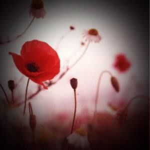 Meet your Posher, Sandy